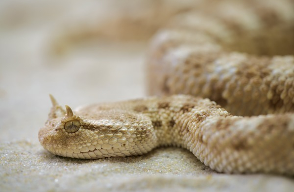 snake,reptile,horned viper,close-up,animal