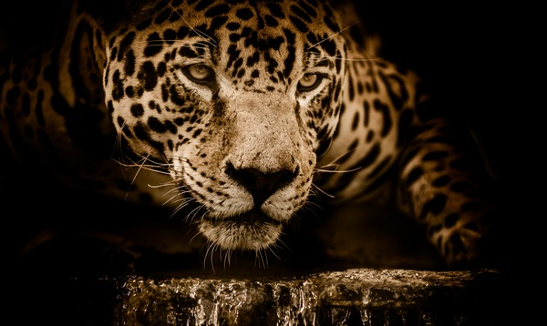 jaguar,water,stalking,eyes,menacing,fearsome,male,focus,wildlife,animals,jungle,close up