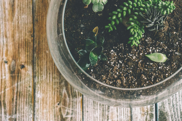 wooden surface,top view,terrarium,table,succulents,soil,plants,natural,medicine,leaves,leaf,herbal,growth,glass,botanical
