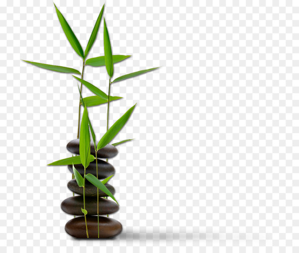 bamboo,bamboo massage,feng shui for dummies,spa,plant,massage,leaf,rock,flowerpot,plant stem,alternative health services,organism,alternative medicine,png