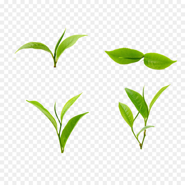 tea,green,leaf,food,mint,download,software,rgb color model,plant,branch,plant stem,line,grass,png