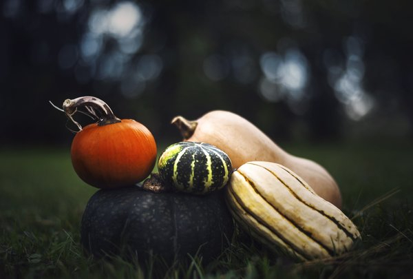  fall,squash,gourds,harvest,pumpkins,vegetables, seasonal september october api