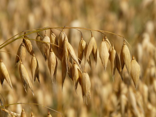 oats,oat field,macro,grains,field,agriculture
