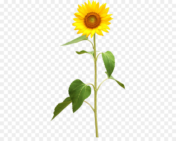common sunflower,plant stem,photography,stock photography,flower,royaltyfree,sunflower seed,banco de imagens,sunflowers,plant,sunflower,petal,yellow,asterales,daisy family,flowering plant,png