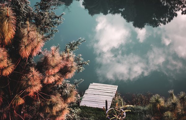 clouds,colors,daylight,environment,forest,landscape,leaves,lush,natural,nature,outdoors,scenic,trees,view deck,wood,woods,Free Stock Photo