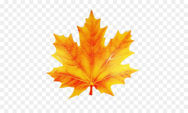maple leaf,leaf,painting,stock photography,photography,red maple,flag of canada,drawing,fotosearch,autumn leaf color,banco de imagens,maple,orange,tree,plant,maple tree,png