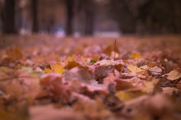 royalty free images,season,park,outdoors,maple,macro,leaves,leaf,ground,forest,fall,color,blur,autumn