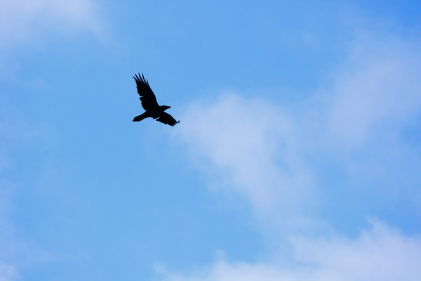 cc0,c1,crow,black,blue,sky,clouds,contrast,bird,raven,fly,feather,bill,black bird,animal,free photos,royalty free