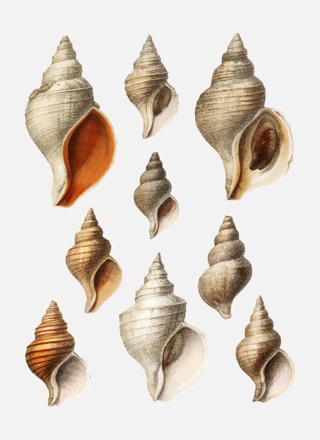 de,varieties,north atlantic,expeditions,albert i,albert i prince of monaco,albert ier,ier,campagnes scientifiques,campagnes,scientifiques,prince souverain de monaco,souverain,scientific expeditions,mollusc,mollusk,atlantic,species,albert,monaco,diverse,zoology,aquatic,conch,expedition,mediterranean,variety,shells,scientific,north,images,seashell,set,collection,prince,decor,antique,beautiful,marine,shell,picture,life,seafood,nautical,painting,ocean,drawing,decoration,art,science,animal,sea,restaurant,vintage