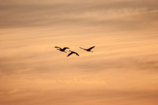 Free: silhouette of three birds flying during sunset 