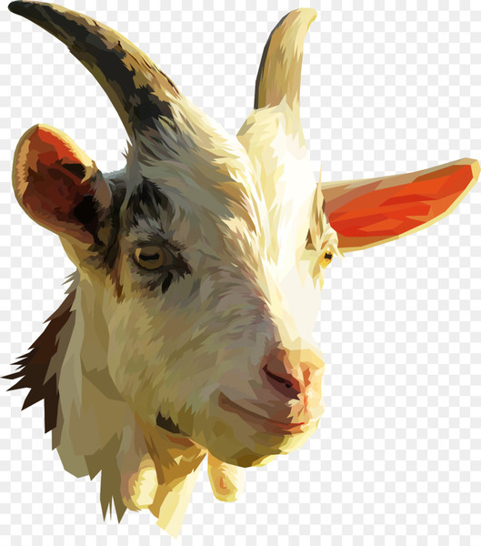 nigerian dwarf goat,pygmy goat,spanish goat,boer goat,sheep,kambing jawa,goat farming,goat milk,goat,goats,horn,goatantelope,head,cowgoat family,feral goat,snout,livestock,animal figure,png