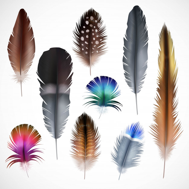 lightweight,fauna,artificial,vivid,long,multicolored,small,detail,exotic,spots,single,part,short,big,plume,realistic,set,collection,soft,flying bird,icon set,bright,beautiful,feathers,stationary,dark,fly,symbol,decorative,wing,emblem,elements,natural,abstract lines,decoration,feather,icons,bird,nature,light,line,texture,abstract