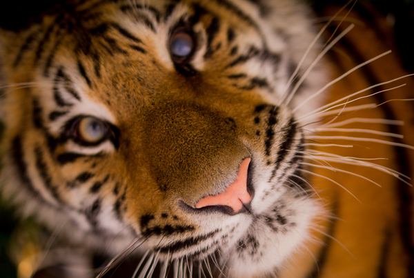 tiger,animal,whiskers,nose,eyes