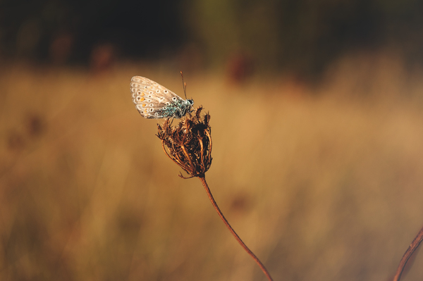 plant,macro,insect,grass,field,dry,butterfly