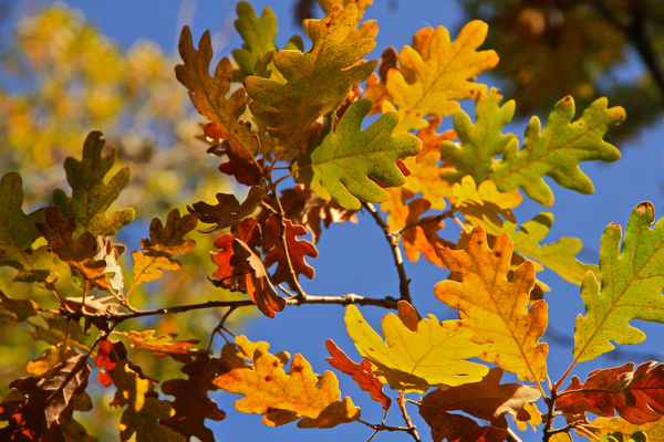 cc0,c1,leaves,tree,autumn,free photos,royalty free