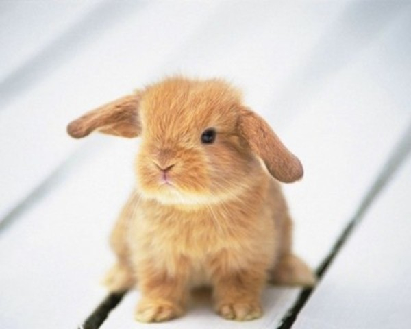 tan,brown,bunny,baby,bunnies,rabbit,rabbits,mammal,mammals,animal,animals,cute