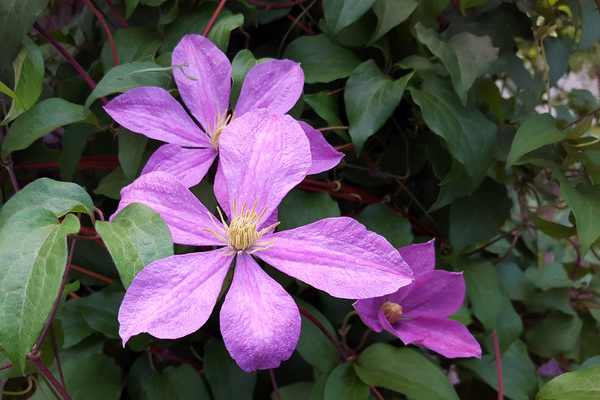 clematis flower,purple clematis flowers,clematis plants,clematis vine,climbing clematis,clematis flowers photos,clematis pictures,images of flowers,climbing flowers,backyard garden flower