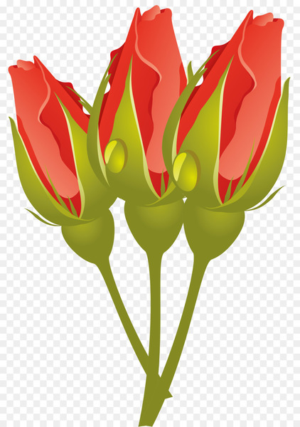 rose,flower,garden roses,blue rose,tulip,cut flowers,red,garden,petal,white,blue,black,flower bouquet,plant,botany,flowering plant,leaf,bud,pedicel,plant stem,anthurium,fire lily,png