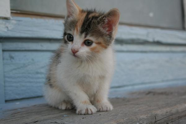 kitten,calico,cute