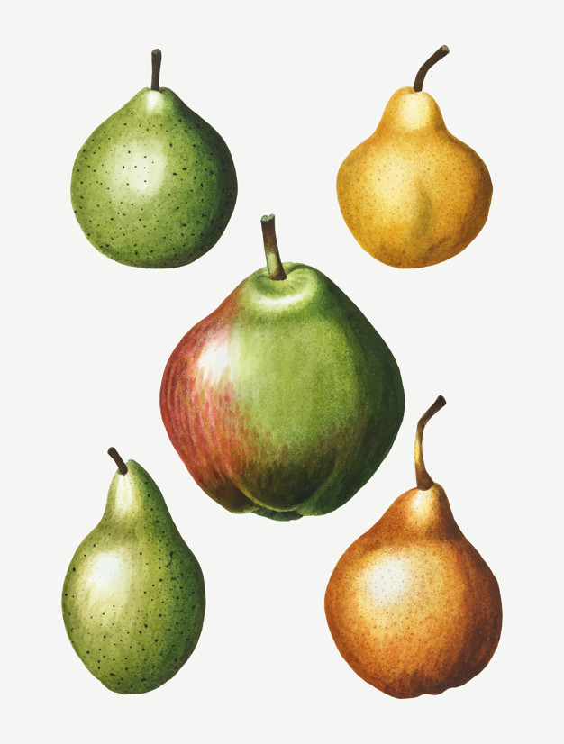 Cartoon kawaii pear fruit happy character vector illustration drawing  color.:: tasmeemME.com