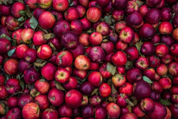 red,food,apple,fruit,fresh,juicy,harvest