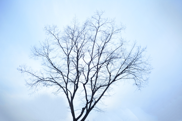 cc0,c1,winter,tree,lonely,profile,free photos,royalty free