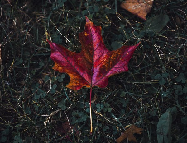 fall,leaf,canada,autumn, maple leaf