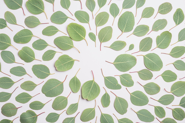 pattern,abstract,border,ornament,green,nature,cute,art,spring,leaves,flower pattern,white,shape,plant,decoration,creative,organic,decorative,growth,life