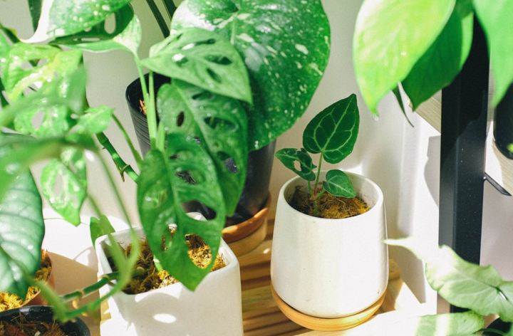 decor,decoration,green,growth,houseplants,indoor plants,indoors,leaves,plants,pot plants,potted plants,texture