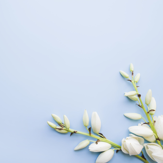 Free: Am overhead view of white blooming flowers on blue background -  