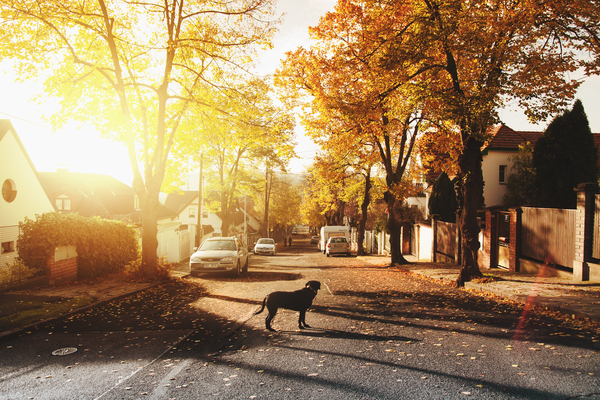 alley,animal,black,cars,city,daylight,dog,environment,fall,guidance,home,houses,landscape,leaves,light,nature,outdoors,park,parked,pathway,pavement,pet,plants,puppy,road,scenic,shadow,street,sun,sunlight,travel,trees,vehicles,village,wood,Free Stock Photo