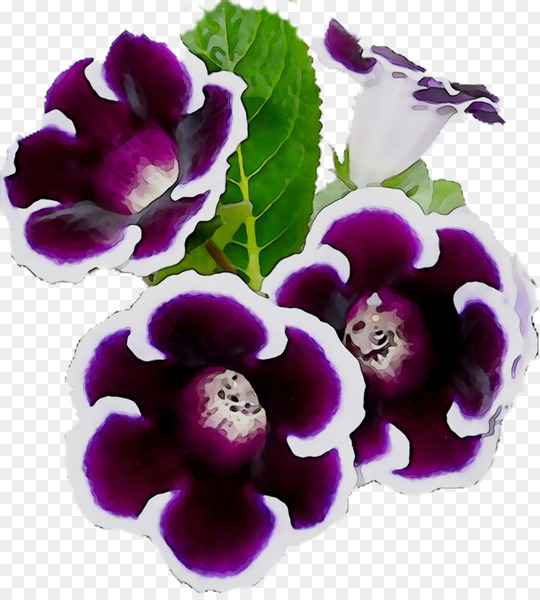herbaceous plant,plants,violet,purple,flower,petal,plant,flowering plant,viola,violet family,png