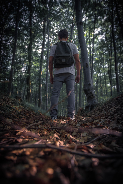 action,adult,backpack,blur,environment,fallen leaves,flora,forest,hike,landscape,light,low angle shot,man,outdoors,park,pathway,person,recreation,summer,travel,trees,woods,Free Stock Photo