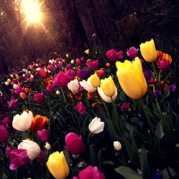 beautiful,bright,colorful,colourful,delicate,easter,field,flora,flower bed,flower garden,flowers,garden,leaf,outdoors,park,summer,sun,trees,tulips,vibrant,vivid,Free Stock Photo