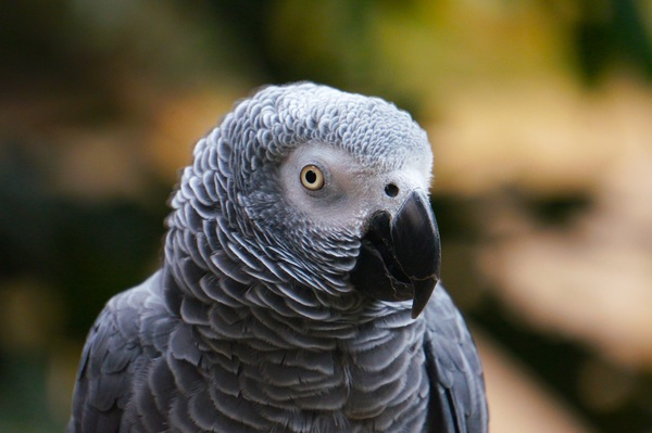 wildlife,staring,plumage,parrot,feathers,cute,close-up,bird,beak,avian,animal