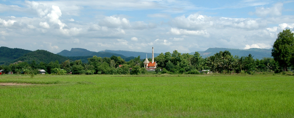 cc0,c1,thailand,rice field,rice,meadow,field,green,landscape,free photos,royalty free