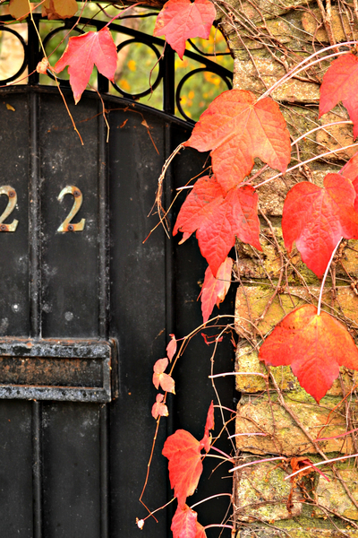 cc0,c1,doors,autumn,leaves,orange,red,leafy,branches,fall,seasons,entrance,home,house,buildings,gardening,exterior,gardens,flora,colorful,seasonal,vines,stems,plants,climbing,climbers,decorative,ornamental,welcome,outdoors,free photos,royalty free