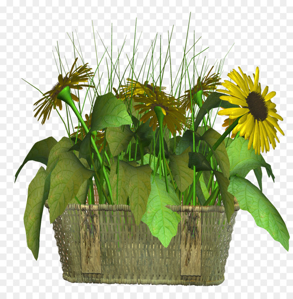 flower,download,flowerpot,plant,floral design,rar,artificial flower,sunflower seed,sunflower,cut flowers,flower arranging,flower bouquet,floristry,flowering plant,png