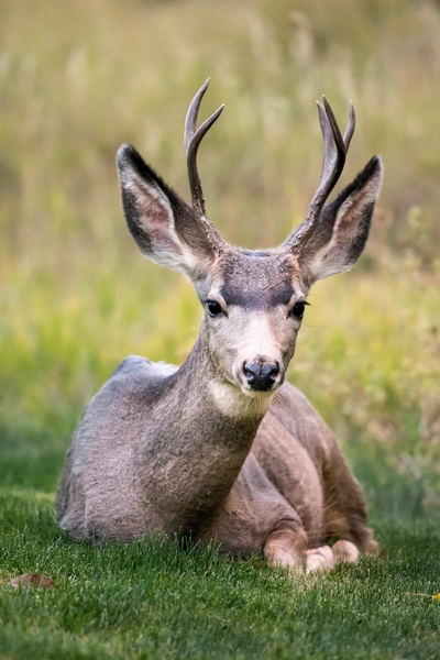 deer,horn,animal,wildlife,green,grass,forest