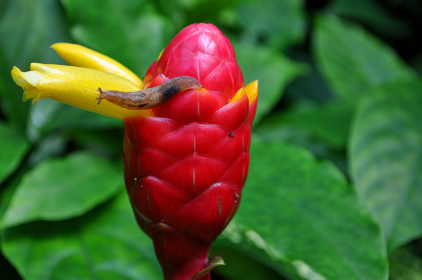 snail,flower bud,leaves,nature,red