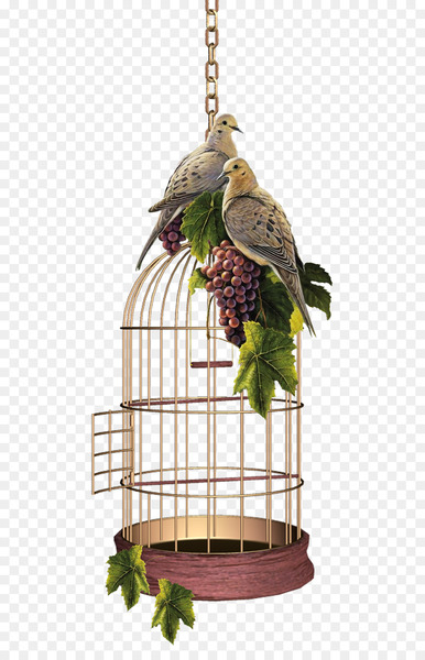 bird,domestic canary,cage,birdcage,birds and people,bird nest,pet,bird egg,nest,crate,bird supply,houseplant,flowerpot,bird food,birdhouse,bird feeder,png