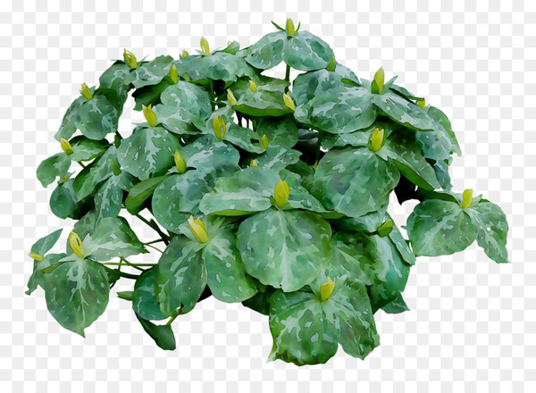 leaf,herb,groundcover,flower,plant,ivy,flowering plant,houseplant,ivy family,annual plant,png