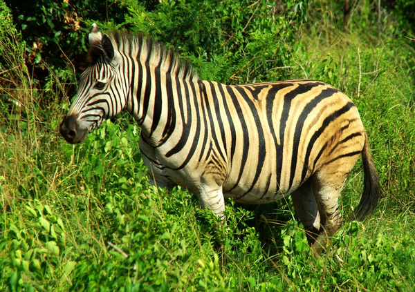 cc0,c1,south africa,zebra,wild,safari,free photos,royalty free