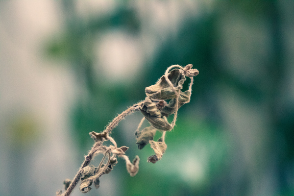 withered,plants,outdoors,natue,growth,garden,flower,flora,dying,dry leaf,dry,close-up,blur
