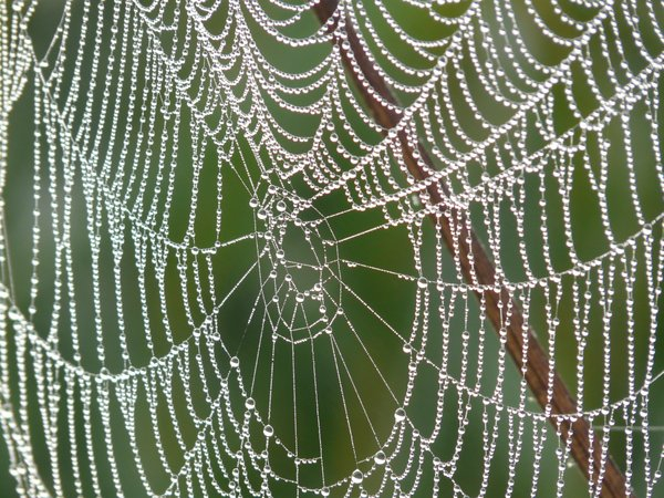 wet,web,spider web,dewdrop,dew