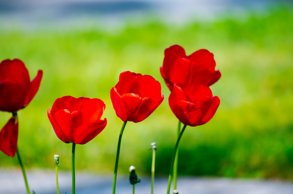 beautiful,blooming,blossom,blur,close-up,daylight,flowers,garden,growth,petals,red