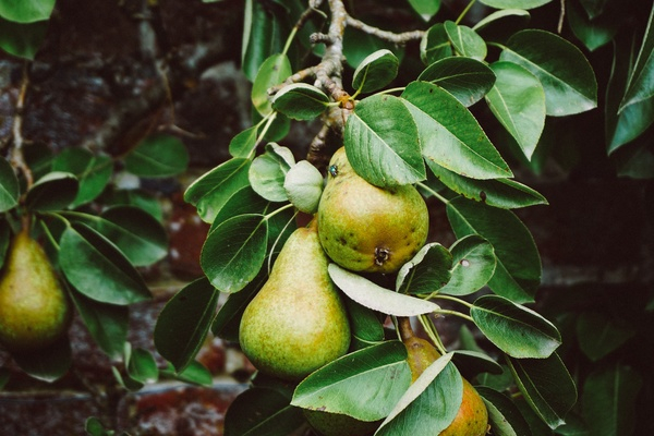tree,pears,fruit,green,leaves,food,farm