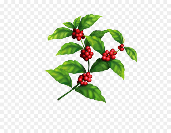 coffee,arabica coffee,coffee bean,tree,berry,plantation,coffee cup,plant,drink,maple,stock photography,coffea,schisandra,leaf,lingonberry,food,cherry,produce,fruit,branch,holly,aquifoliaceae,aquifoliales,flowering plant,png