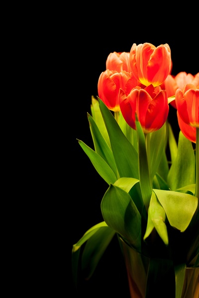 vase,tulips,spring,plant,flowers,flora,bouquet,blossom,bloom
