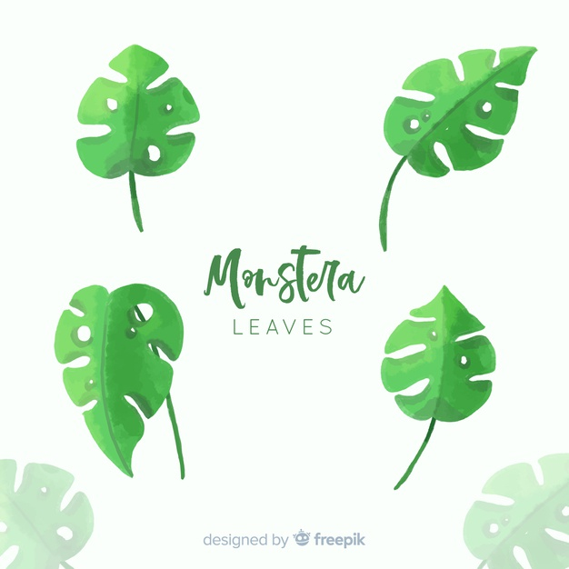 exotic flower,monstera leaf,blooming,vegetation,monstera,exotic,bloom,palm leaves,tropical flower,beautiful,blossom,palm,natural,plant,tropical,leaves,nature,leaf,flowers,floral,watercolor,flower